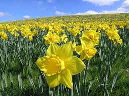 carefree daffodil