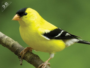 AmericanGoldfinch10
