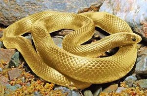 golden-snake